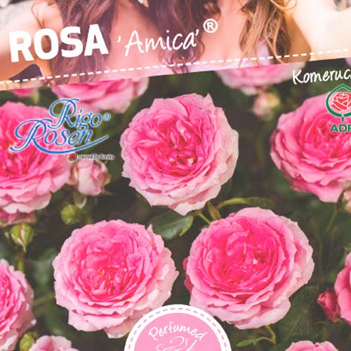 Bijlage gevaarlijk kofferbak Rozen | Rosa | Groot assortiment struikrozen, klimrozen en stamrozen