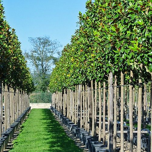 Afstotend Zonnig Begeleiden Bomen kopen | Rechtstreeks uit onze eigen boomkwekerij!