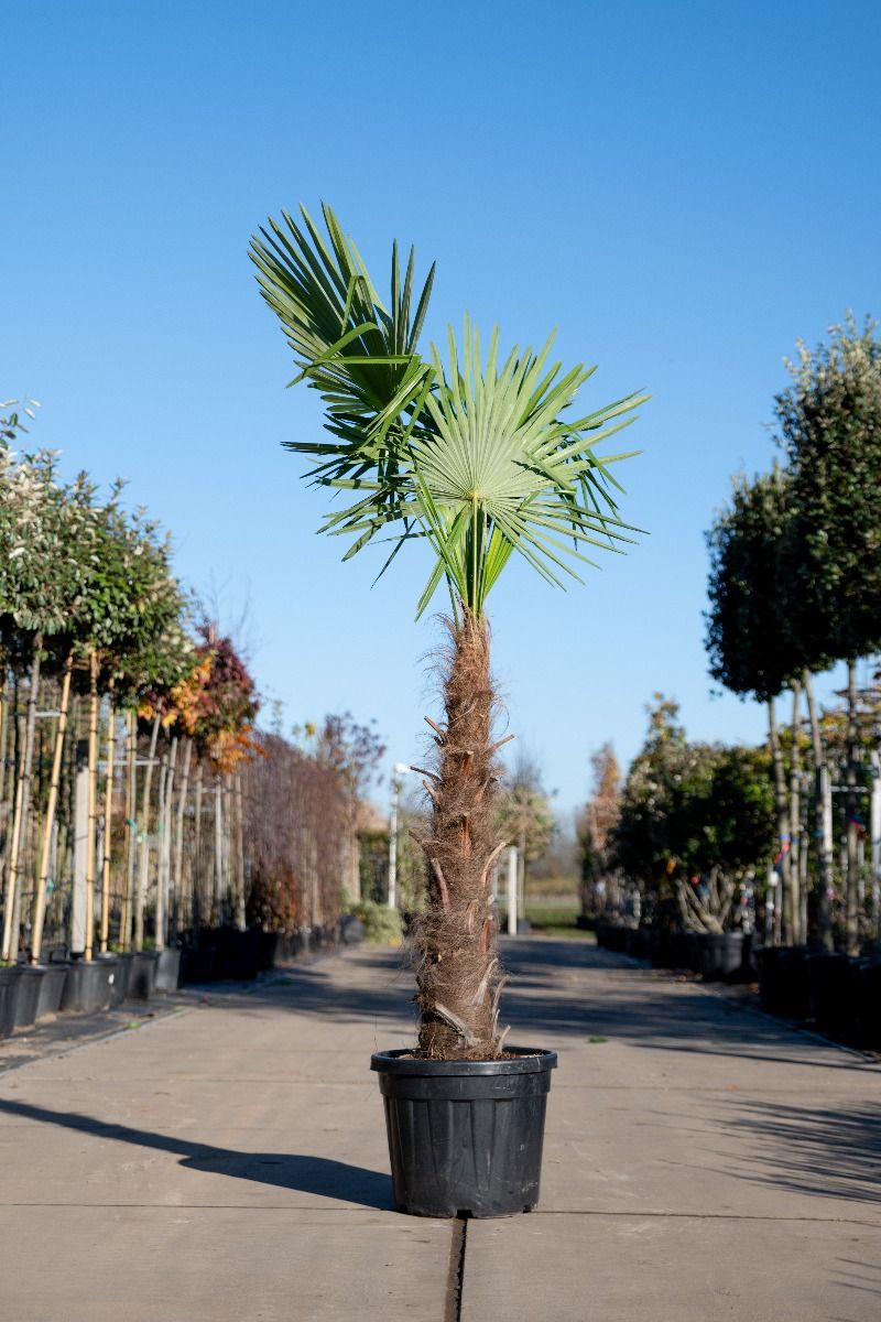 Vervagen restjes Ounce Winterharde palmboom | Chinese Waaierpalm, Trachycarpus fortuneii kopen |  Bomenenzo