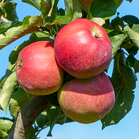 Apfelbäume | Verschiedene lager Baumschuleonline Arten | auf