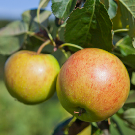 Apfelbäume | Verschiedene Arten Baumschuleonline auf lager 